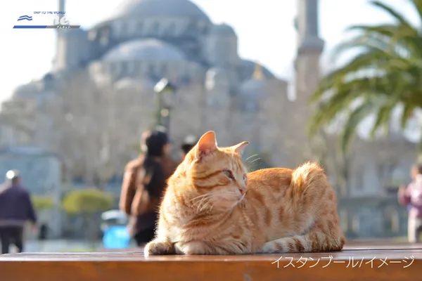イスタンブールの猫